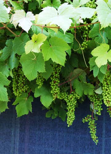 Degustazione vini e visita in cantina a Bertinoro sulle colline romagnole