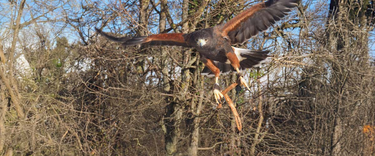 Trekking with birds of prey along the river Taro in the province of Parma