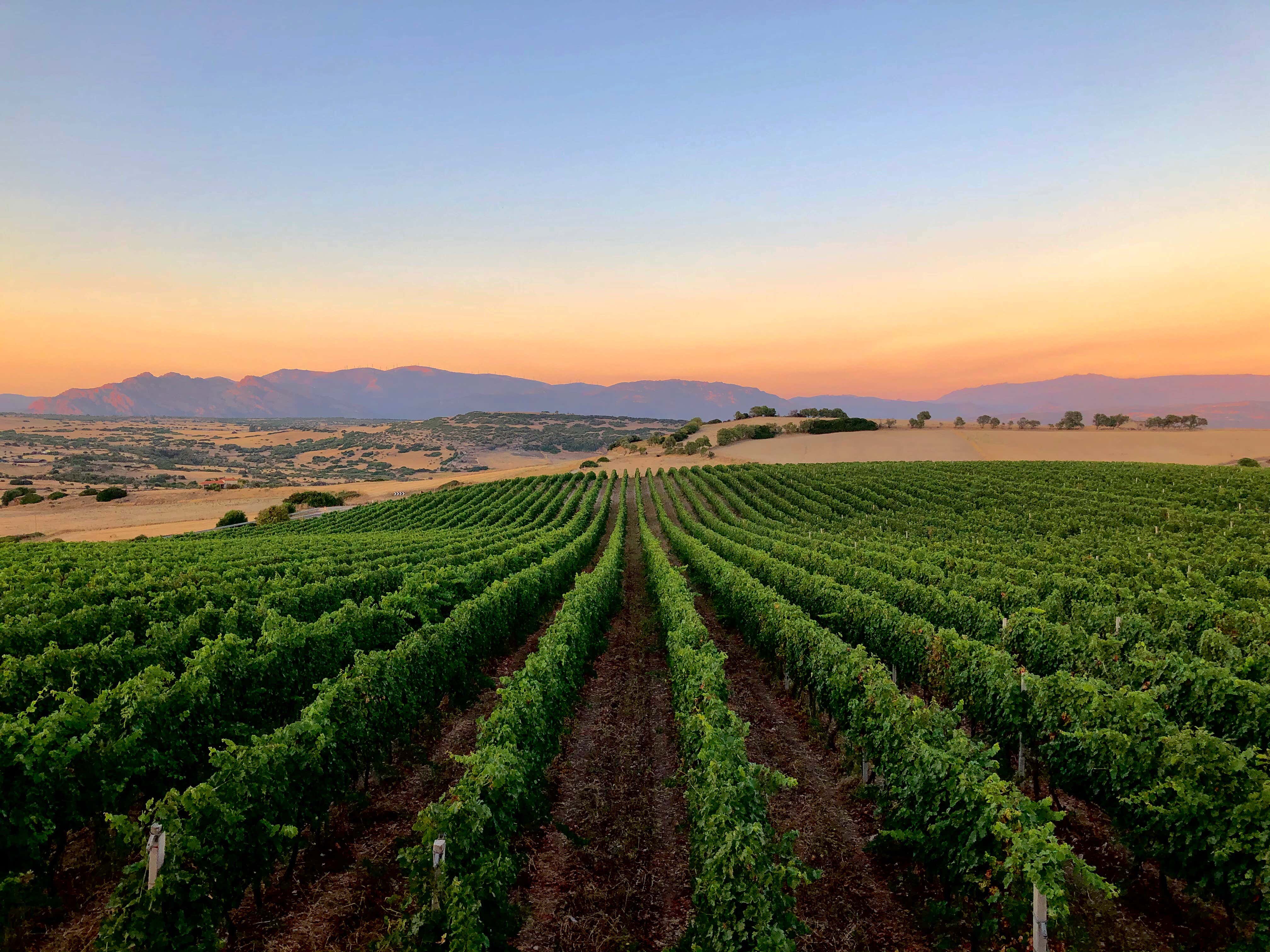 Degustazione di vini con visita in cantina in Anglona