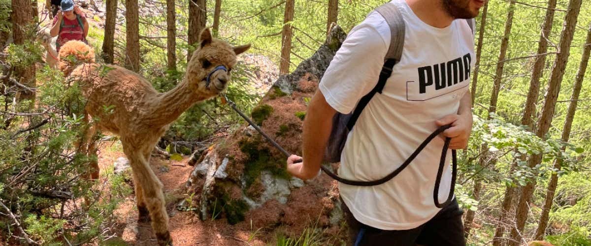 Walk with alpacas in the woods near Bormio