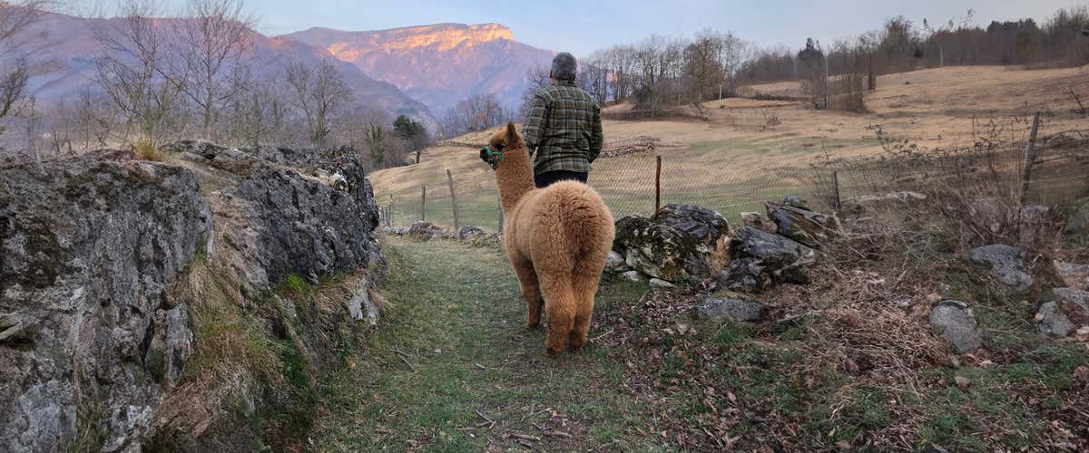 Walk with alpacas in the province of Vicenza