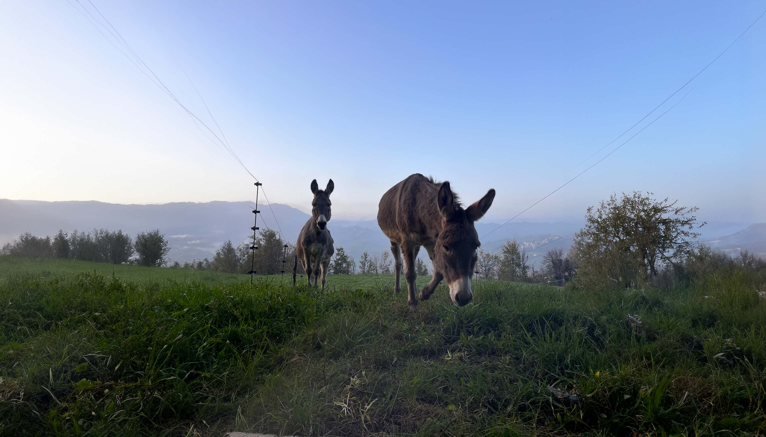 Trekking con gli asini e merenda in agriturismo in provincia di Alessandria