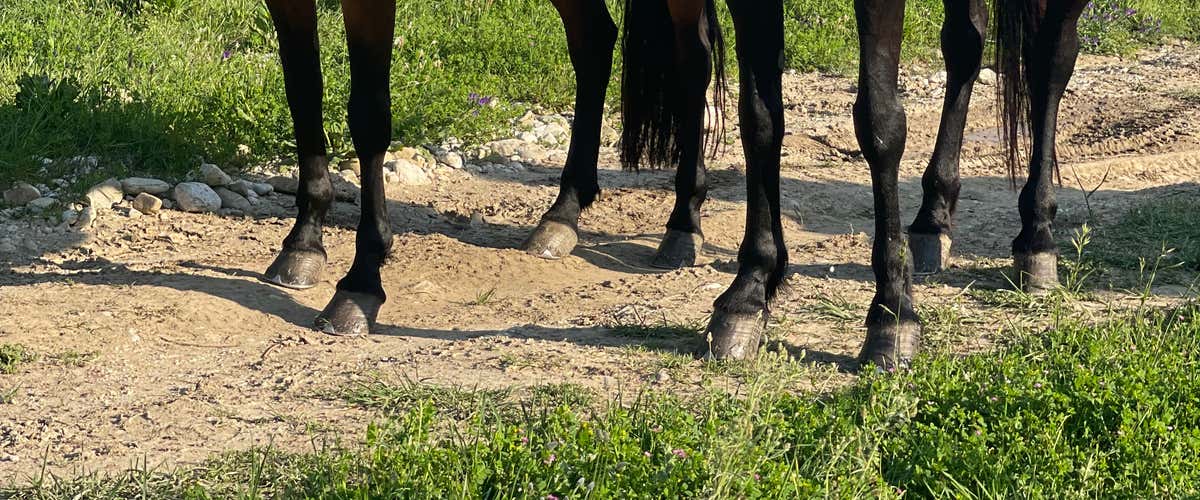 Passeggiata a cavallo nella Valle del Sele in provincia di Salerno