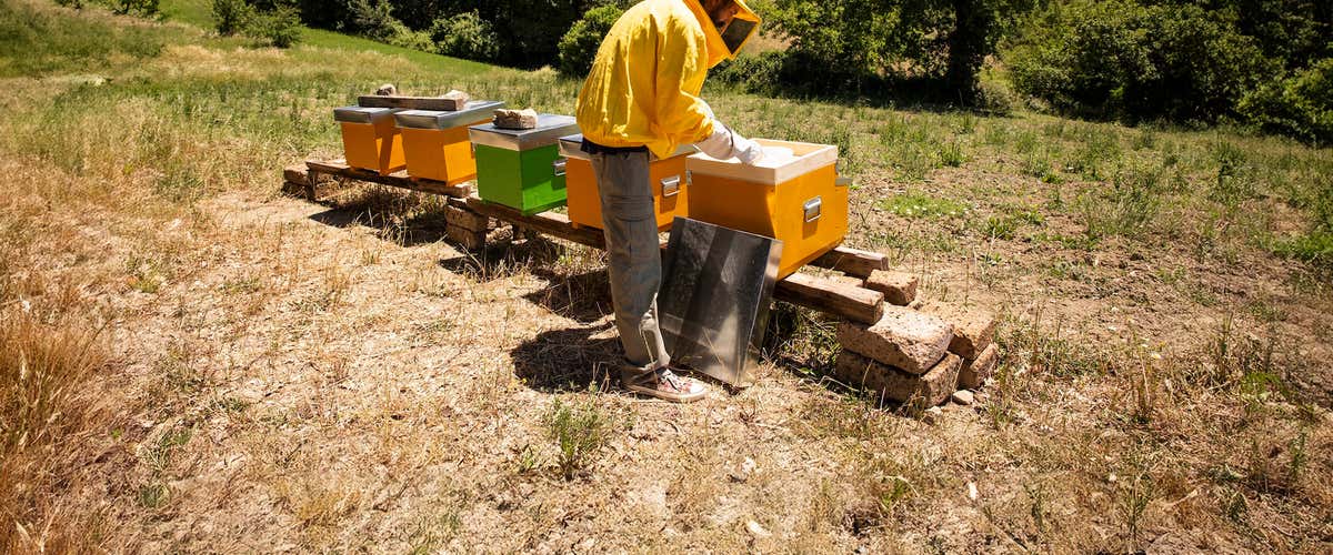 Beekeeper for a day and honey sensory tasting in Todi