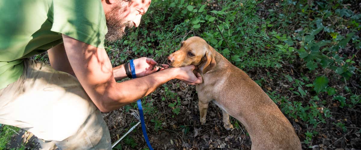 Truffle hunting and lunch in Todi in the province of Perugia