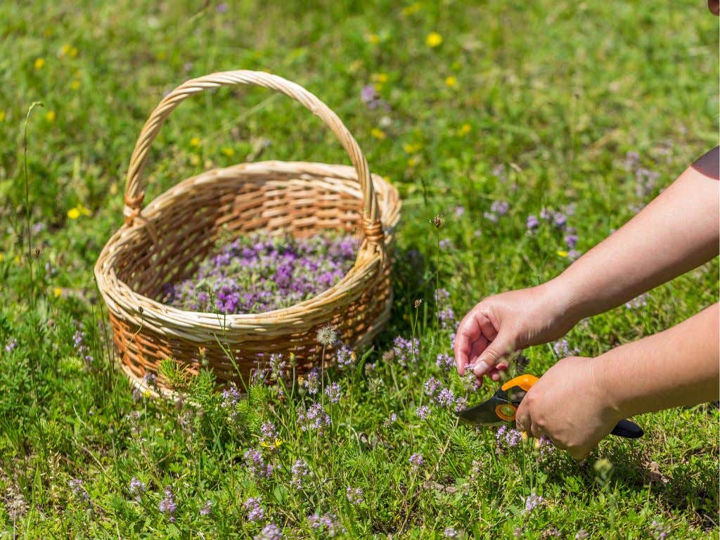 Raccolta di erbe spontanee e aperitivo contadino a Todi in provincia di Perugia