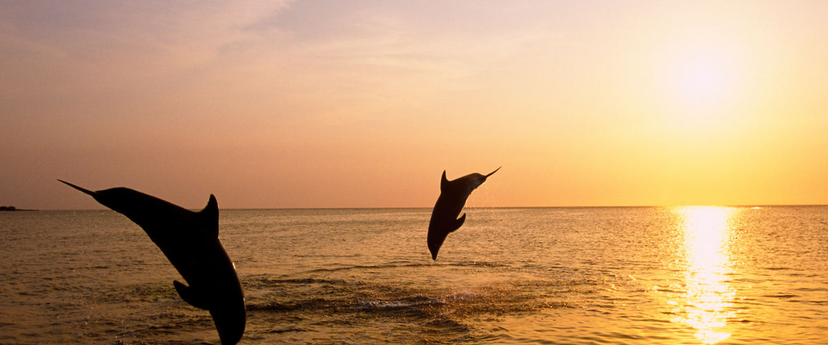 Dolphin and whale watching day on a sailing boat in Palermo