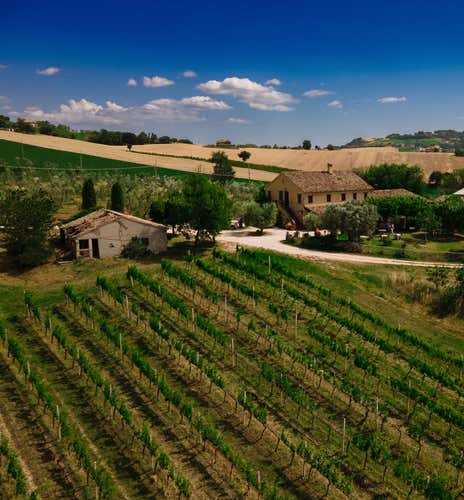 Wine tasting and winery visit in the Macerata hills