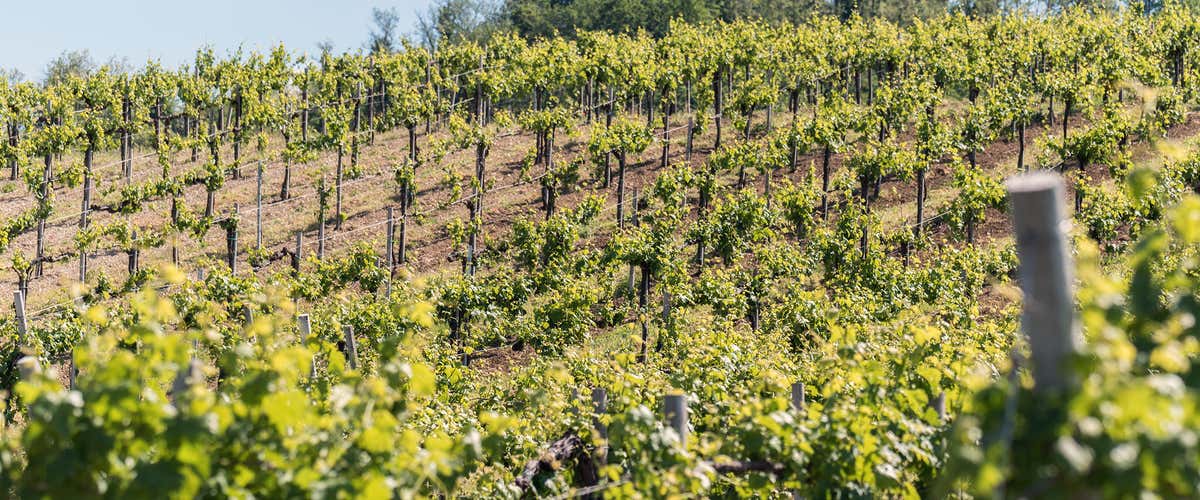 Degustazione vini e visita in cantina nel cuore dell’Oltrepò Pavese