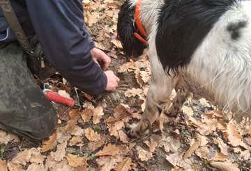 Truffle hunting with tasting lunch in Mombaruzzo in Monferrato