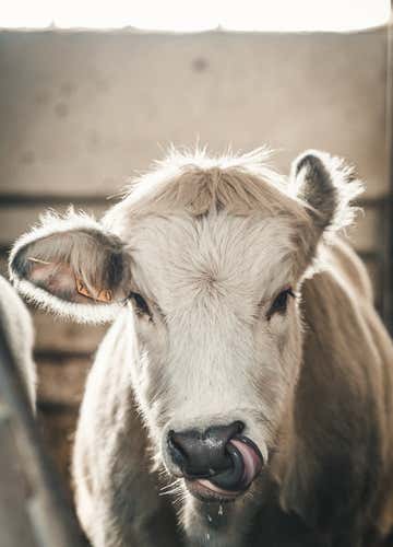 Farm visit and cheese workshop in Romagna