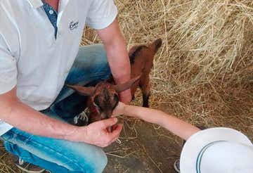 Farm visit with milking experience in Romagna