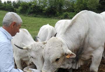 Farm visit with milking experience in Romagna