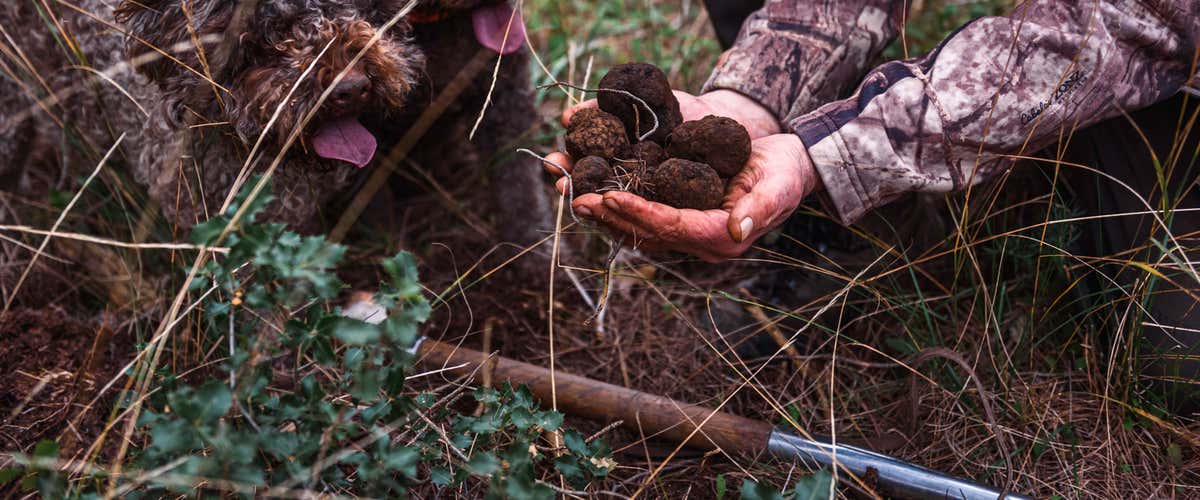 Caccia al tartufo con degustazione nel bosco in Valle d’Itria