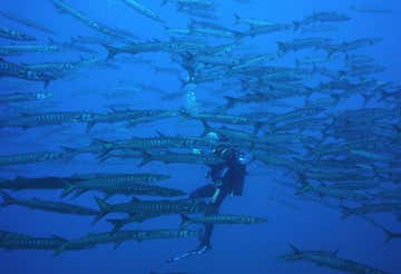 Discovery Scuba Diving in Ustica