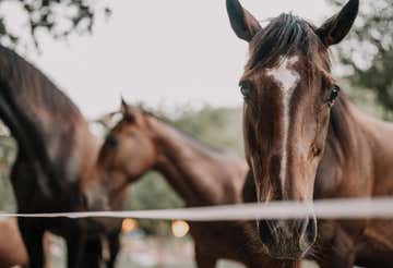 Passeggiata a cavallo privata a Cupra Marittima e aperitivo