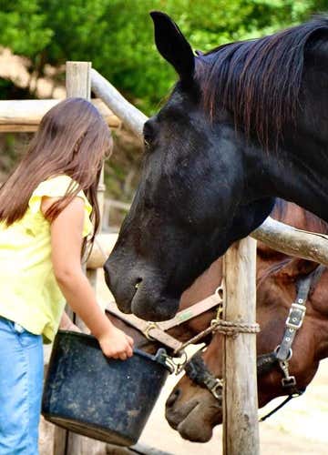 Passeggiata a cavallo privata a Cupra Marittima e aperitivo