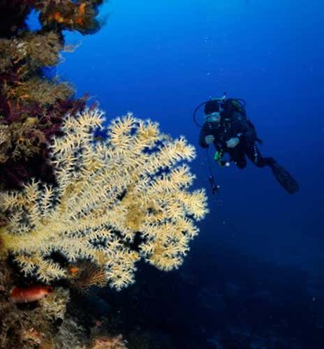 Discovery Scuba Diving nell'Area Marina protetta di Punta Campanella