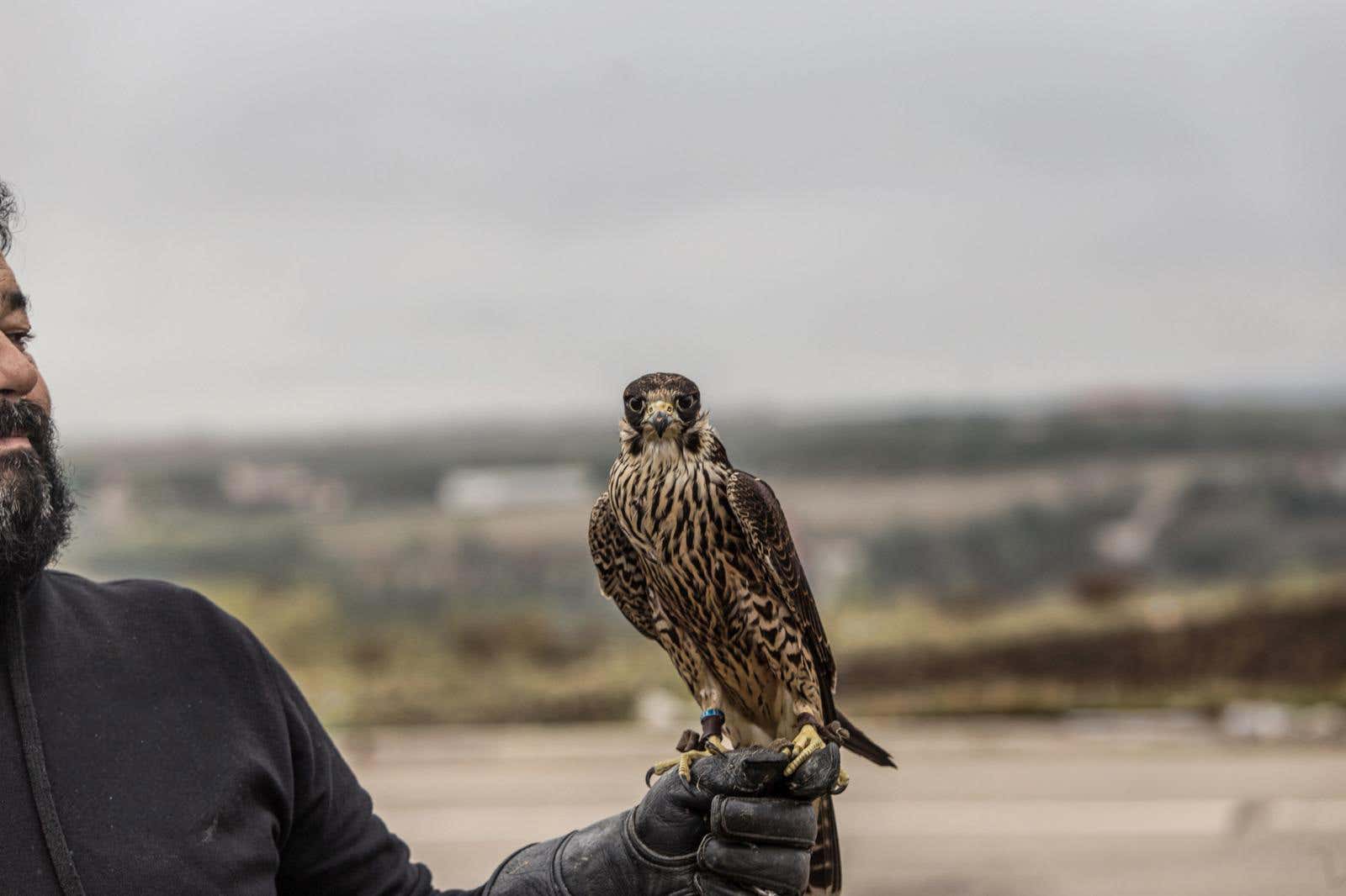 Passeggiata con i rapaci alla scoperta della falconeria in provincia di Potenza