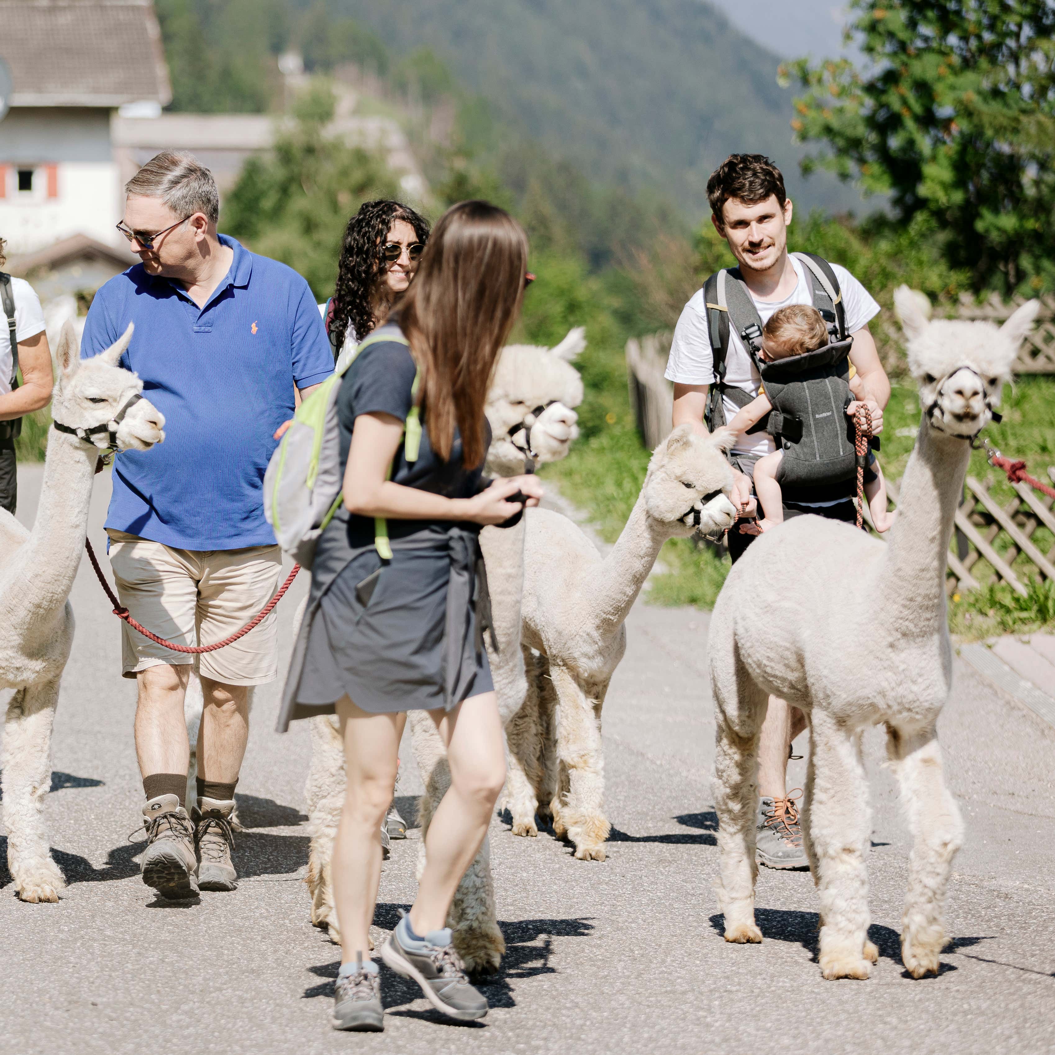 Passeggiata con alpaca tra le Dolomiti nel cuore della Val Gardena