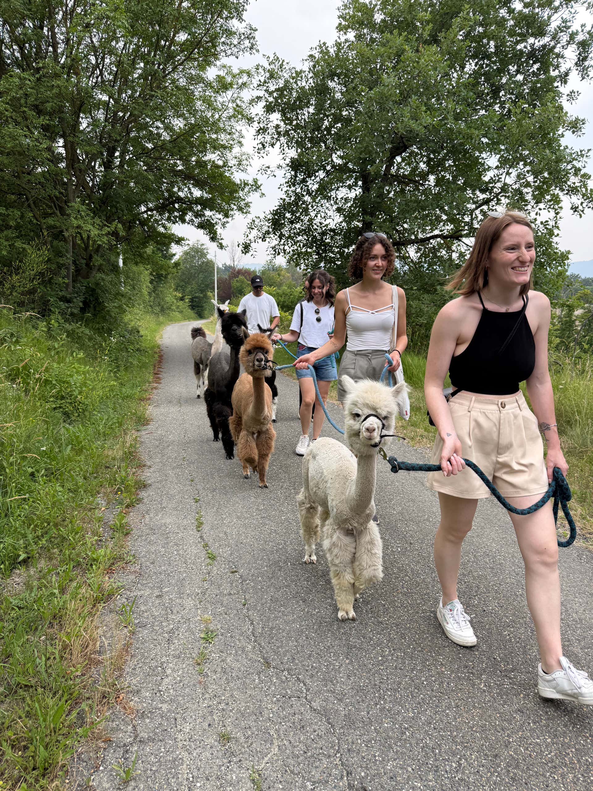 Passeggiate con alpaca Acqui Terme