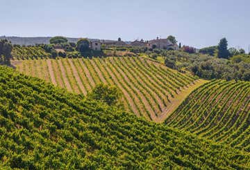 Picnic tra le vigne di San Gimignano