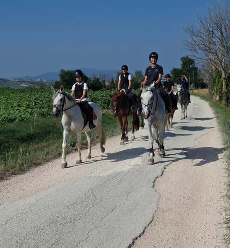 Panoramic horseback riding in the hills of Recanati
