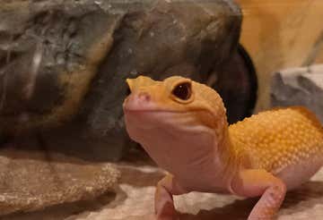 Experience with reptiles and insects in the province of Turin