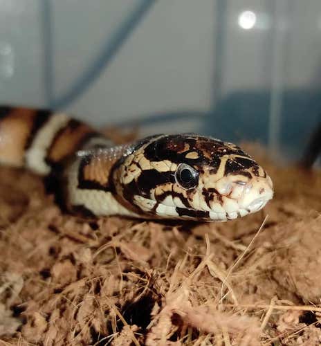 Experience with reptiles and insects in the province of Turin