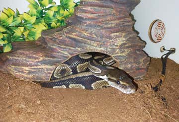 Experience with reptiles and insects in the province of Turin