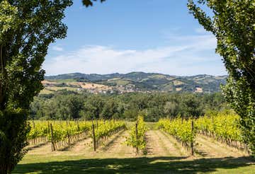Trattamento benessere al vino e degustazione vini sulle colline di Urbino