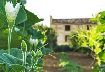 Picnic in the vineyard with Sicilian products in the province of Trapani