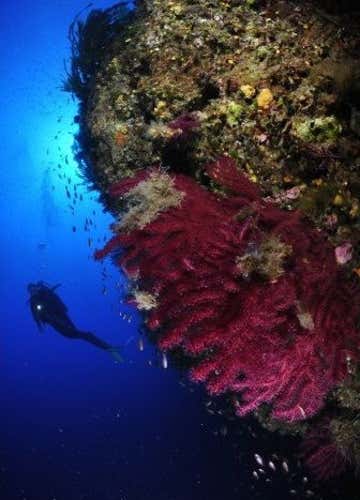 Scuba Diving Experience nel Golfo di Catania