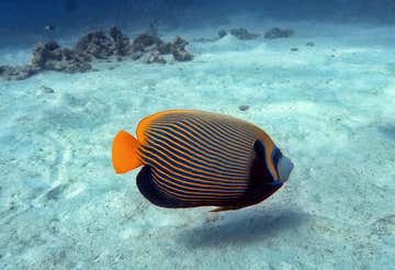 Scuba Diving Experience a Porto Cesareo