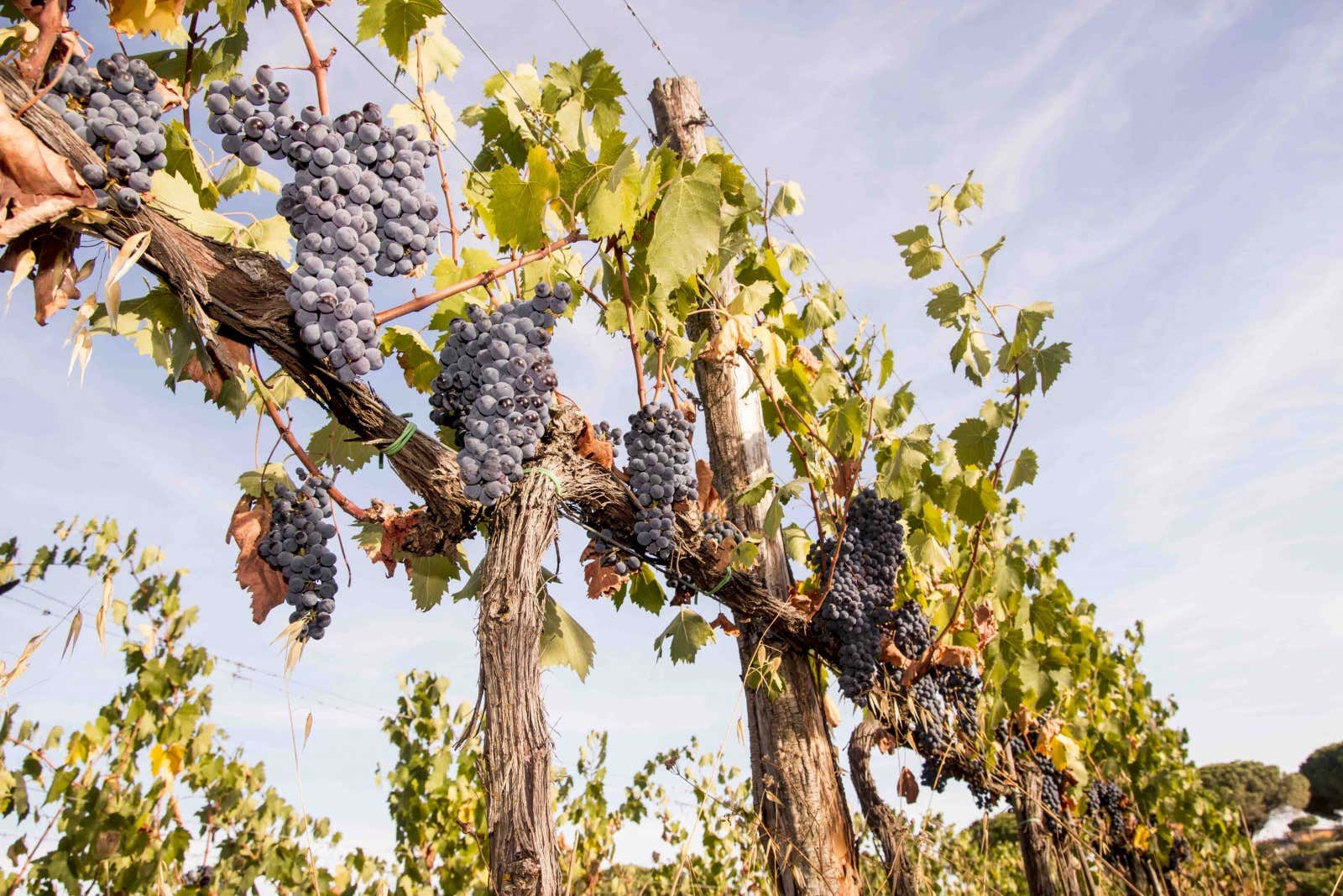 Passeggiata a cavallo sulla Costa degli Etruschi con degustazione vini