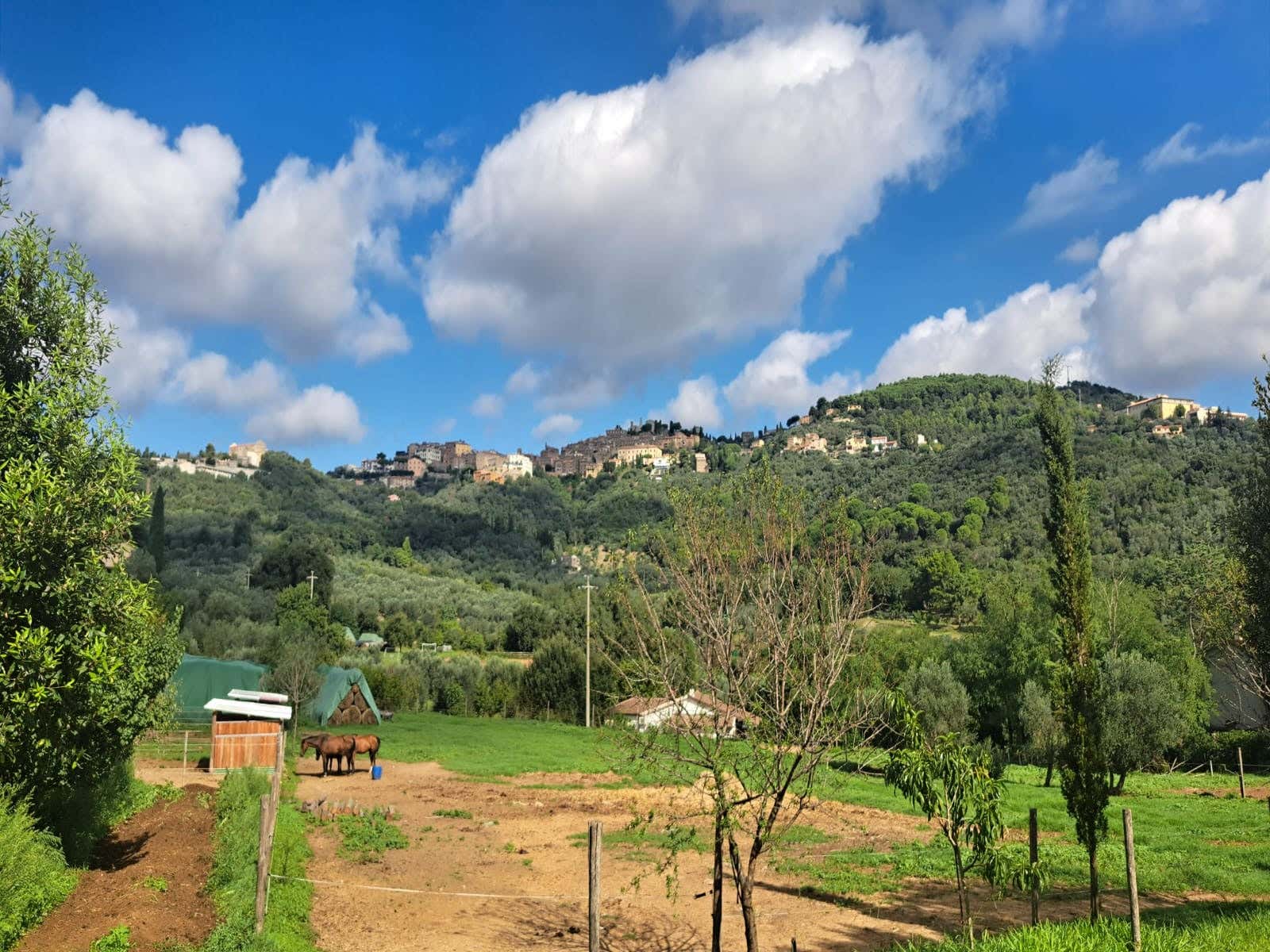 Passeggiata a cavallo nel borgo medievale di Campiglia Marittima con aperitivo