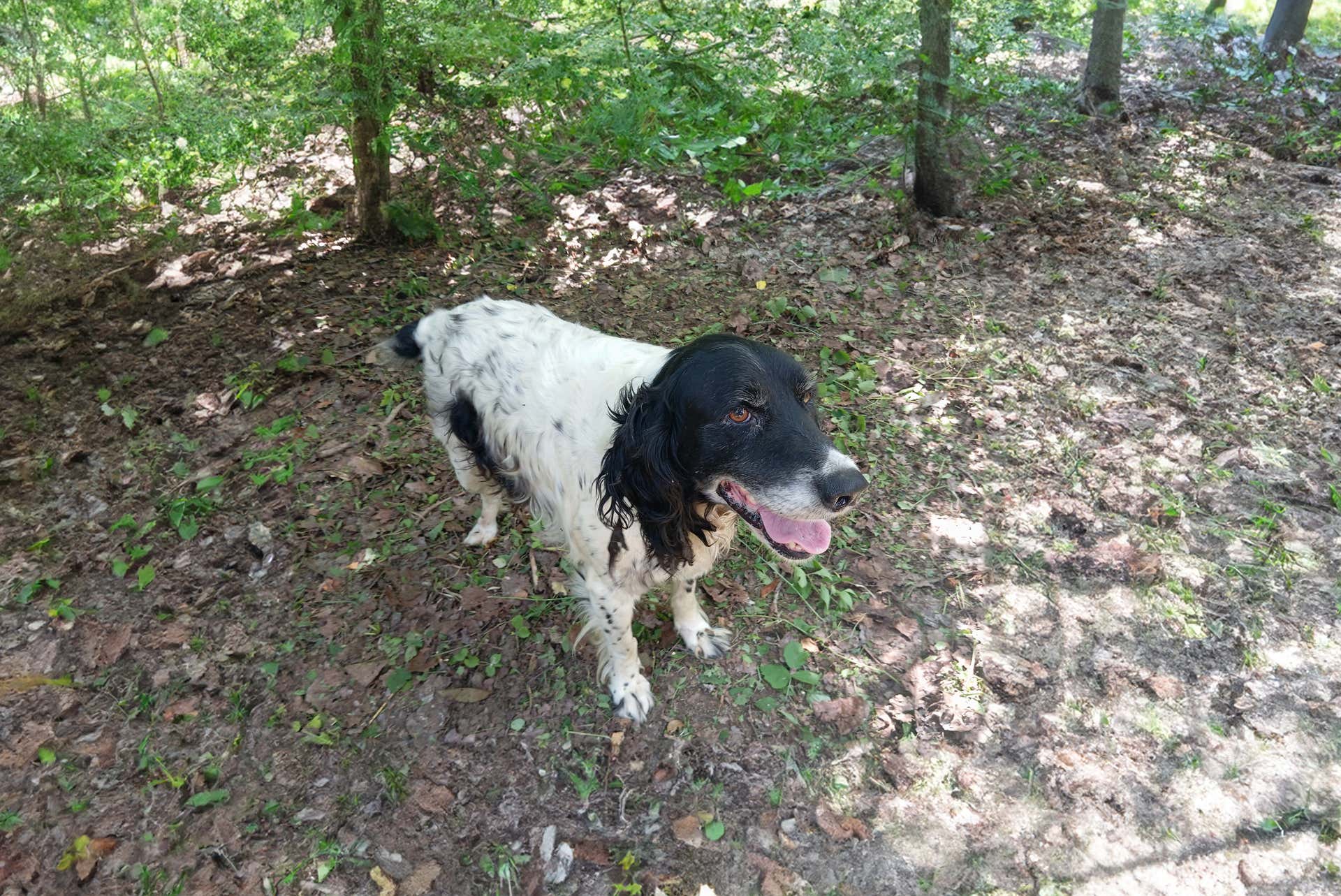 Caccia al tartufo Alba