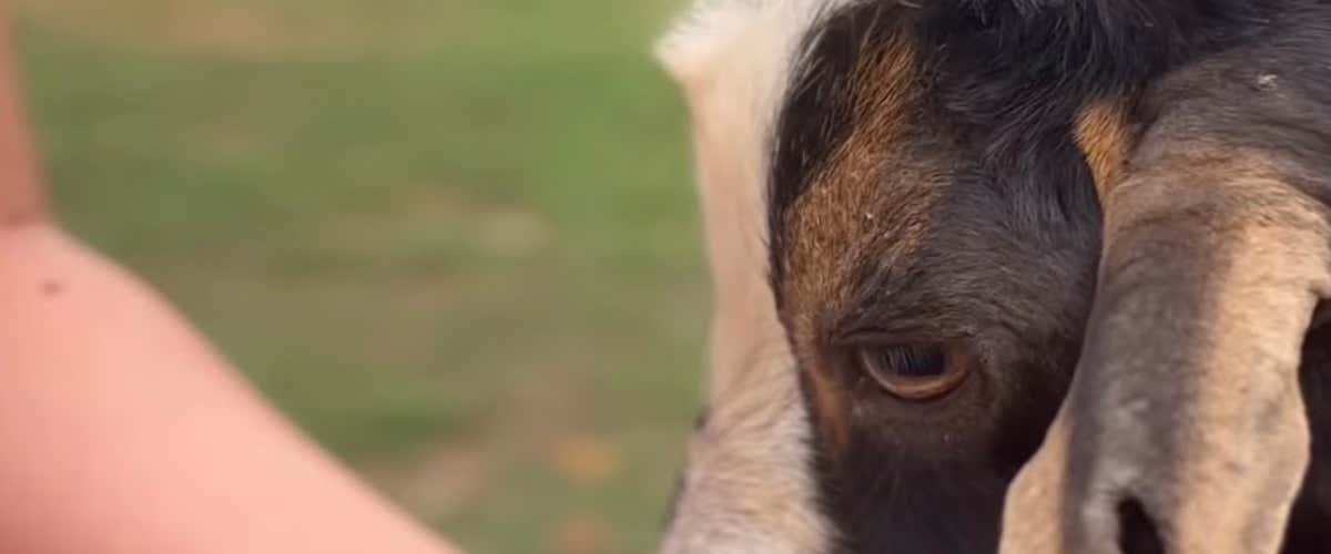 Baptism of the glove with birds of prey and farm visit in Milan (copia)