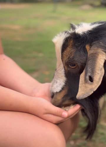 Baptism of the glove with birds of prey and farm visit in Milan (copia)
