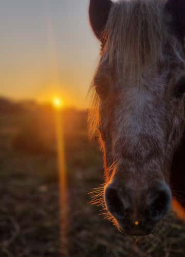 Ethical horse experience and vegetarian aperitif in Ostia