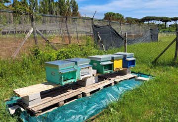 Beekeeper for a day with honey and vegetable cheese tasting in Ostia