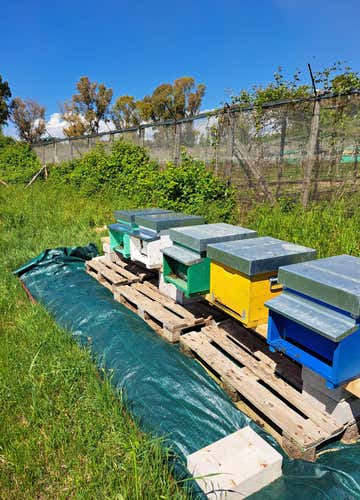 Beekeeper for a day with honey and vegetable cheese tasting in Ostia