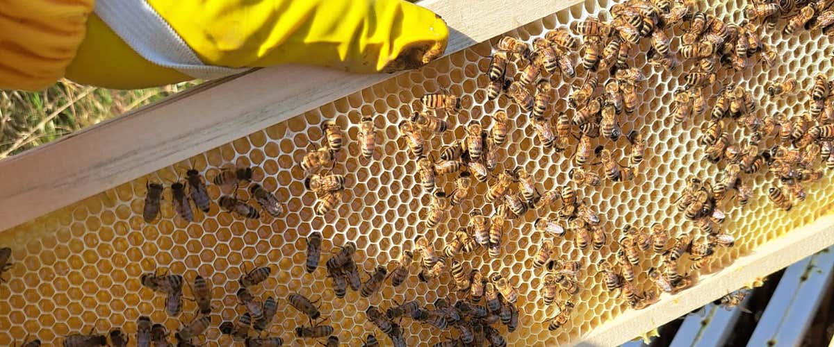 Beekeeper for a day with honey and vegetable cheese tasting in Ostia