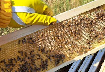 Beekeeper for a day with honey and vegetable cheese tasting in Ostia