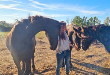 Ethical horse experience and vegetarian aperitif in Ostia