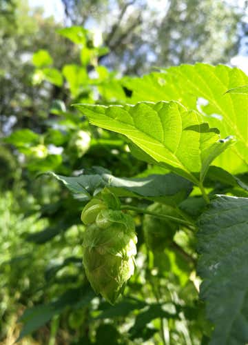 Tasting of 4 farmhouse beers with visit to the hop garden between Lake Iseo and Valcamonica
