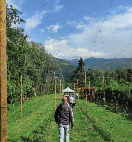 Tasting of 4 farmhouse beers with visit to the hop garden between Lake Iseo and Valcamonica