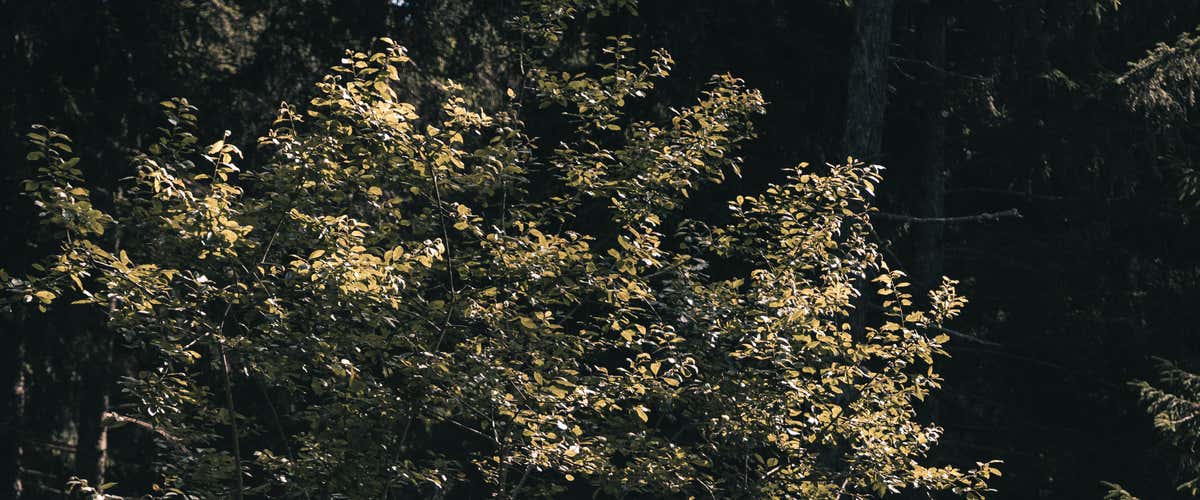 Notte in StarsBOX tra i boschi trentini in Val di Gresta