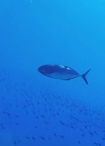 Immersione subacquea nelle acque di Catania