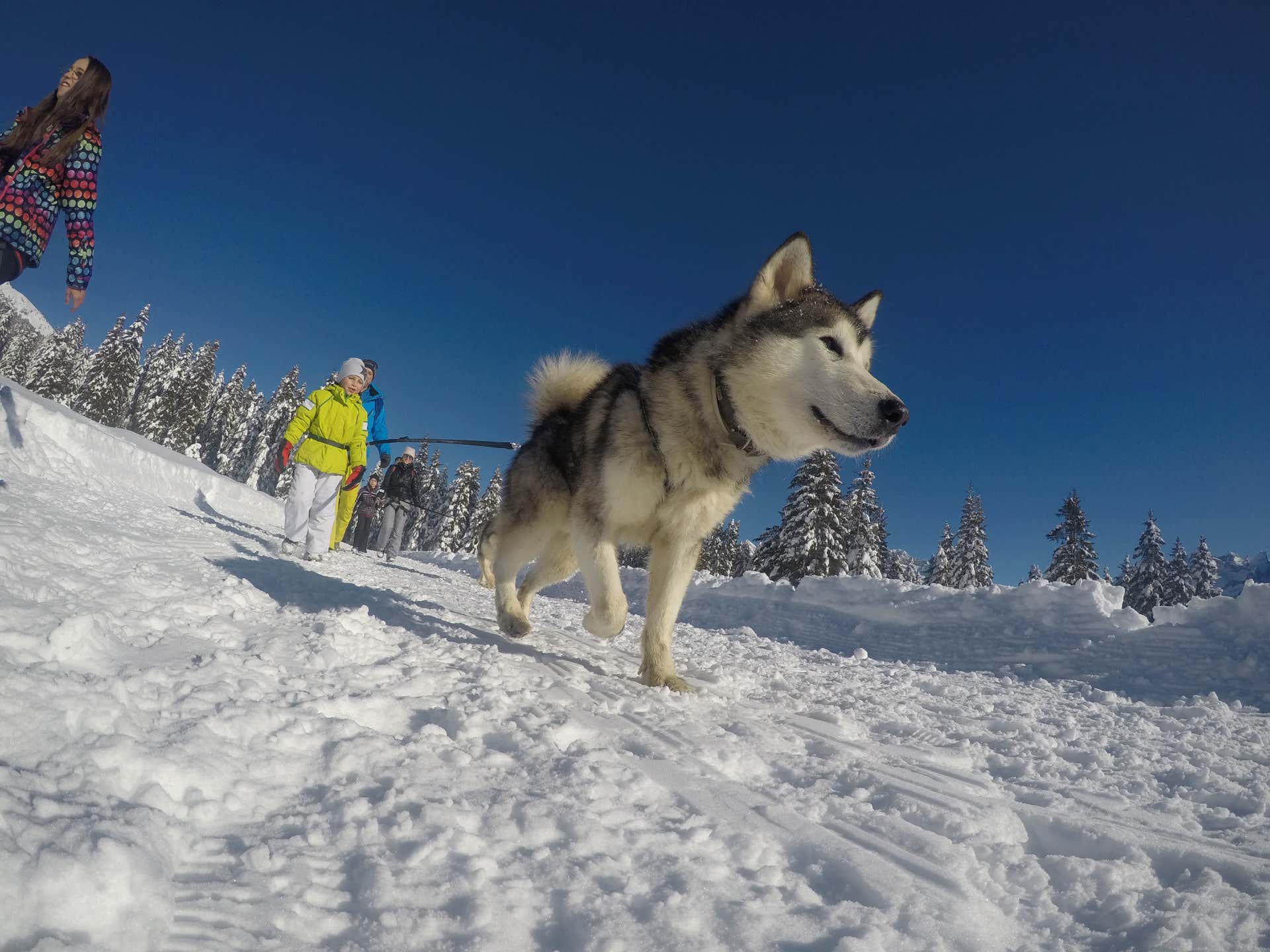 Sleddog Trentino-Alto Adige